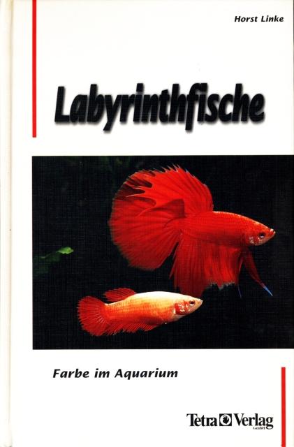 Linke - Labyrintfische, Farbe im Aquarium 01.jpg
