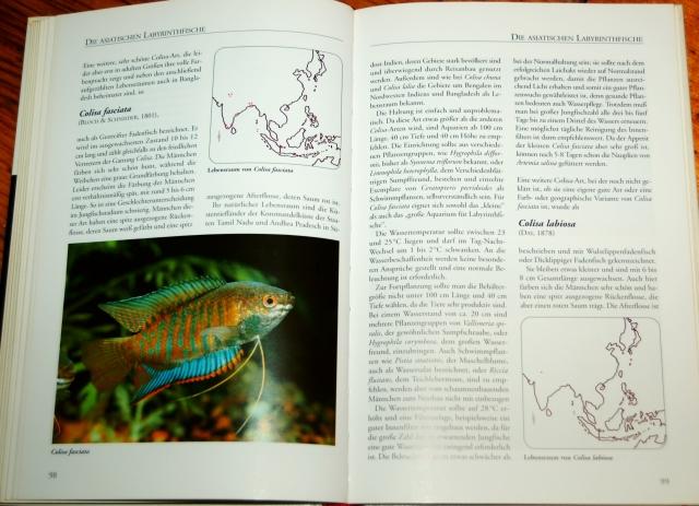 Linke - Labyrintfische, Farbe im Aquarium 06.JPG
