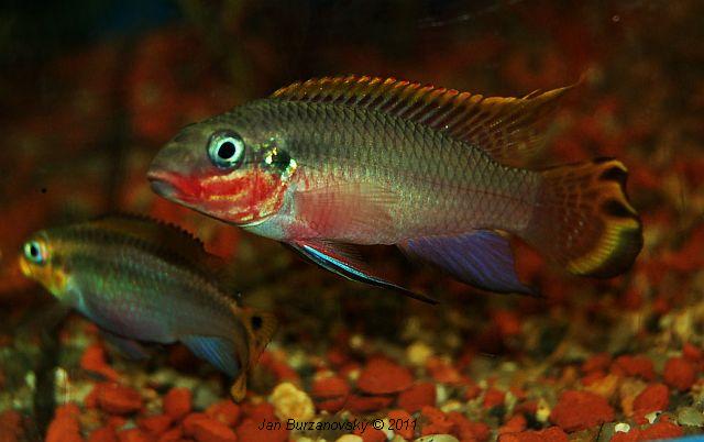Pelvicachromis taeniatus -Nigeria yellow- 2.JPG