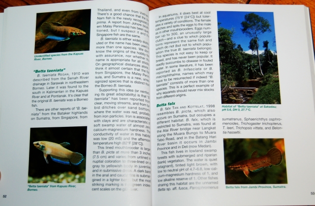 Betta handbook 06.JPG