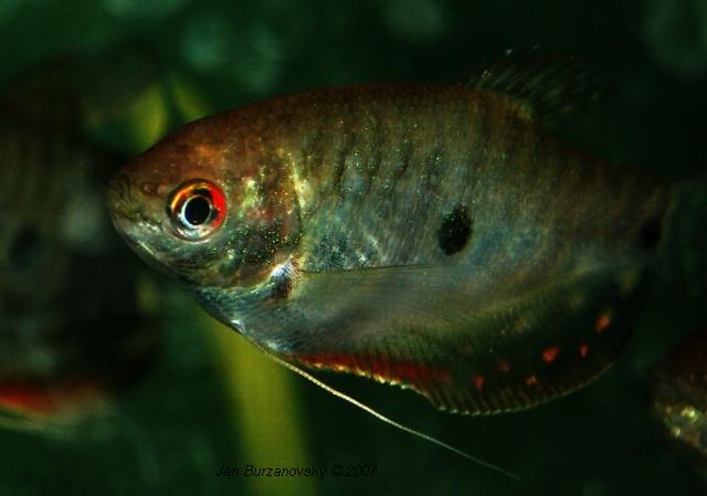 01. Trichopodus trichopterus trichopterus.jpg