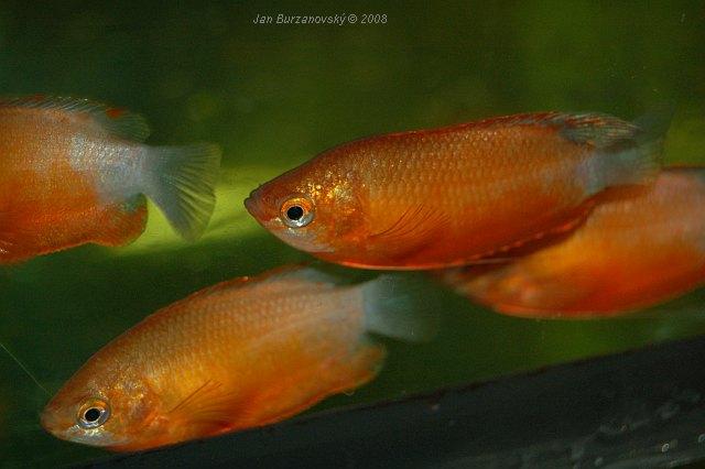 Colisa labiosa Orange 01.JPG