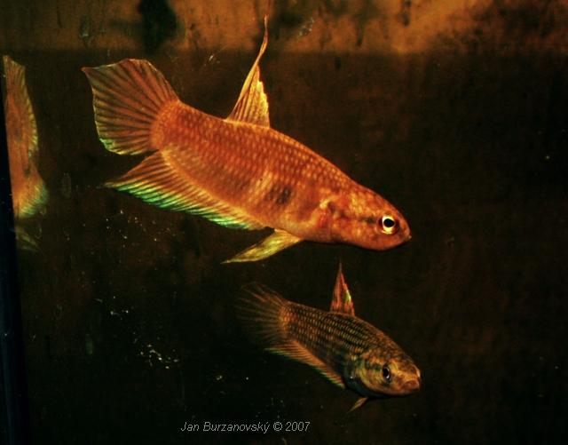 B.dimidiata 03 JB.JPG