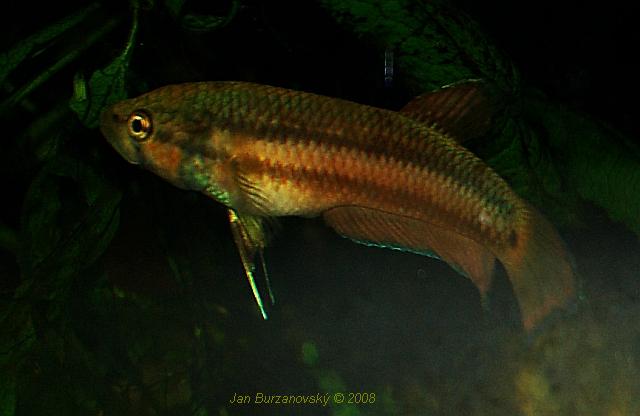 B.chanoides 02f.jpg