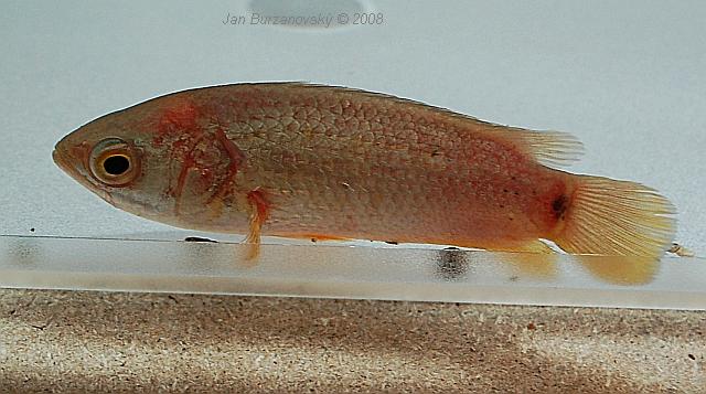 Anabas testudineus 01.JPG