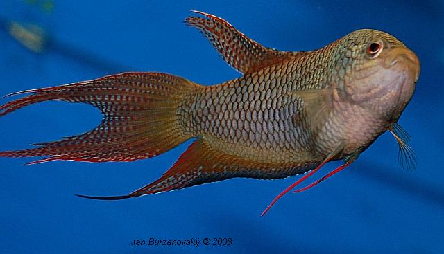 Macropodus erythropterus 01.JPG