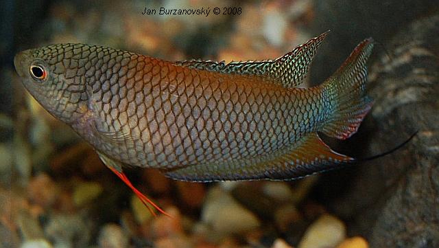 Macropodus erythropterus 02.JPG