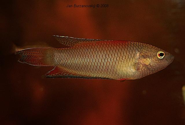 Macropodus erythropterus 03.JPG