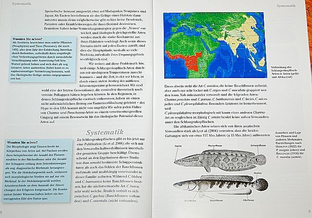 Schlangenkopfische 02.JPG