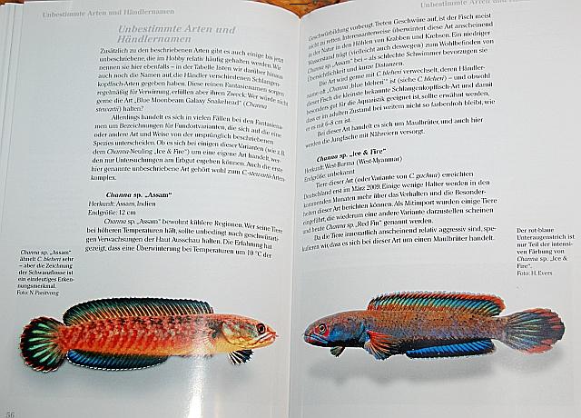 Schlangenkopfische 09.JPG