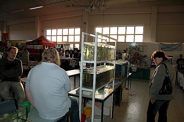 EXOTICA 2010 -LYSÁ 04.JPG