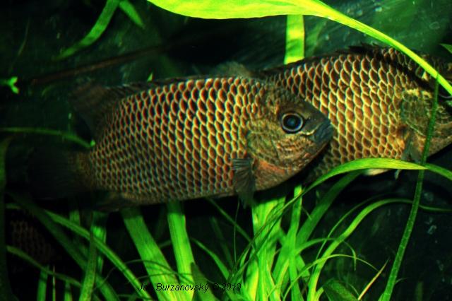 RK2010 24 - Pristolepis marginata.JPG