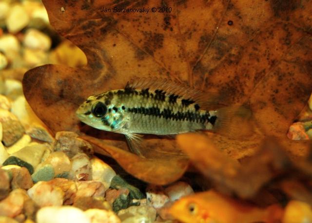 RK2010 36 - Apistogramma sp. -Red point-.JPG