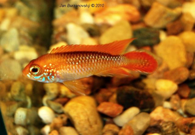 RK2010 37 - Apistogramma agassizi -Fire red-.jpg