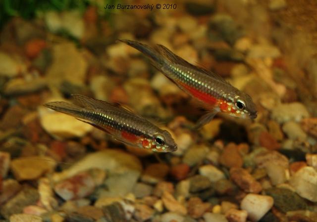 RK2010 38 - Apistogramma elizabethae -Red Belly-.JPG