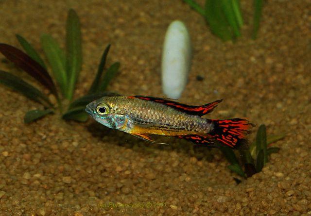 Apistogramma cacatuoides.JPG