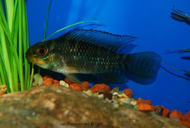 Apistogramma hipolytae 1.JPG