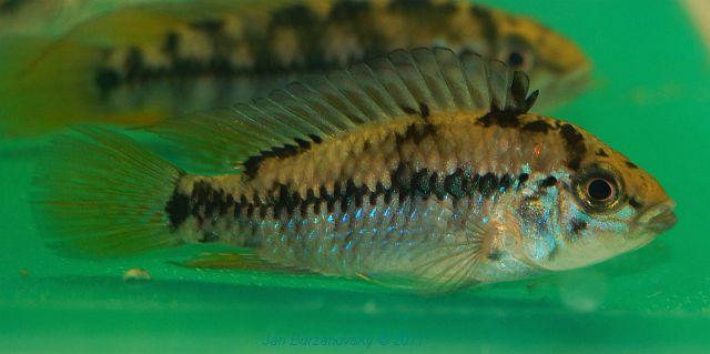 Apistogramma sp. -Red Point-.JPG