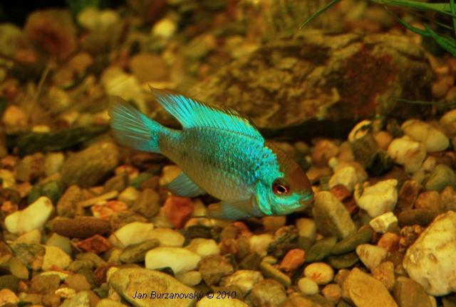 RK2010 39 - Mikrogeophagus ramirezi -Electric blue-.JPG