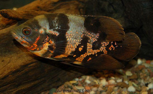 Astronotus ocellatus.JPG