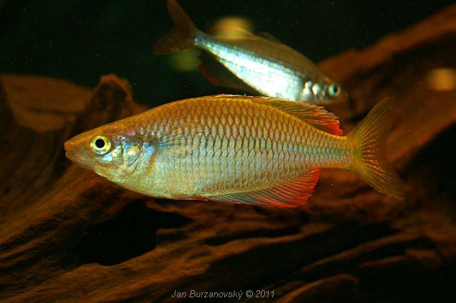 Glossolepis dorityi.JPG