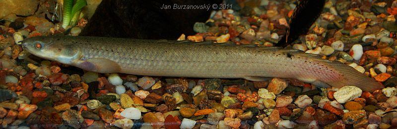 Polypterus senegalus.JPG